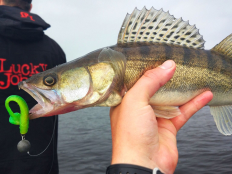 ВИБРОХВОСТЫ СЪЕДОБНЫЕ LJ PRO SERIES MINNOW 5.5IN (13.90)/T18